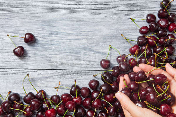 Woman holds ripe sweet cherries in hands above on a gray wooden background with place for text. Stock photo © artjazz