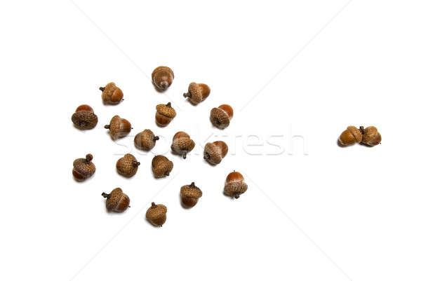 pair against group of acorns isolated on white Stock photo © artjazz