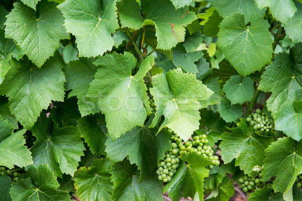 Grape with green leaves Stock photo © artjazz