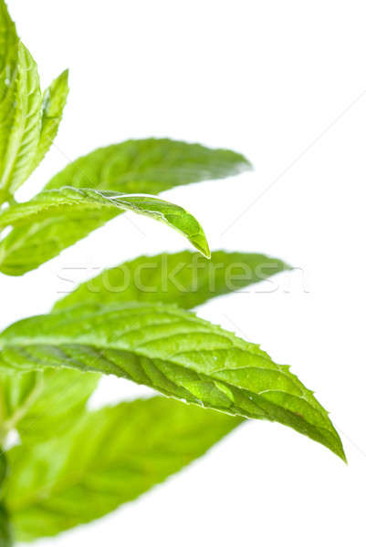 macro photo of green mint isolated on white Stock photo © artjazz