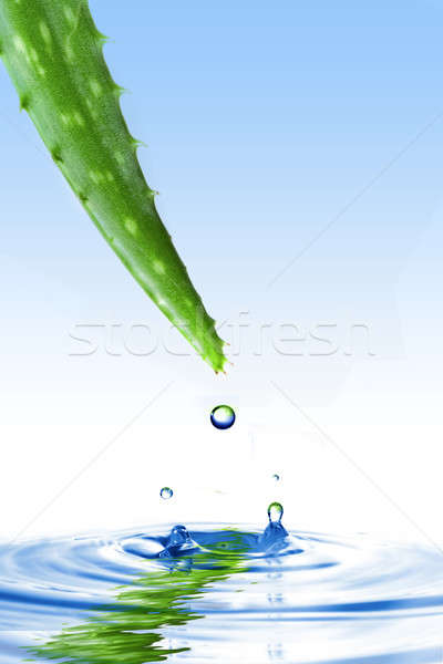 Foto stock: Verde · aloe · gota · de · agua · Splash · aislado · blanco