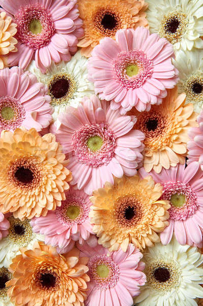 Floral schönen Blume hellen Postkarte Mütter Stock foto © artjazz