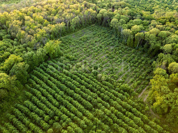 Stock photo: Aerial view from the drone, a bird's eye view to the forest with green plantings of various ages and