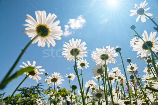 Biały Błękitne niebo wiosną trawy słońce charakter Zdjęcia stock © artjazz