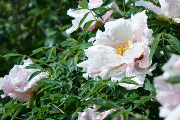 white peony flowers in spring in the garden Stock photo © artjazz