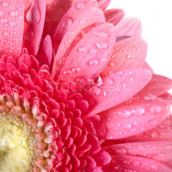 Rosa gotas de agua aislado blanco primavera amor Foto stock © artjazz