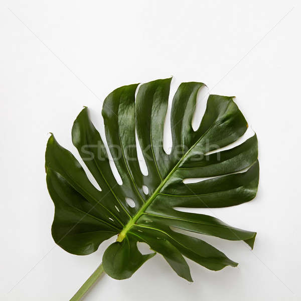 绿叶    孤立    光    叶    绿色 / closeup of green leaf