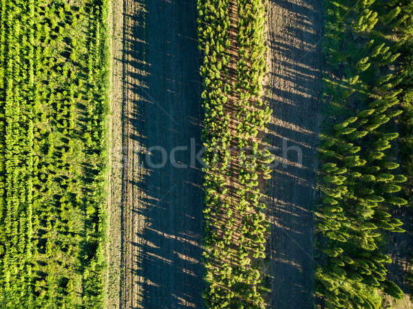 Top view of rows of growing young trees. Ecological concept Stock photo © artjazz