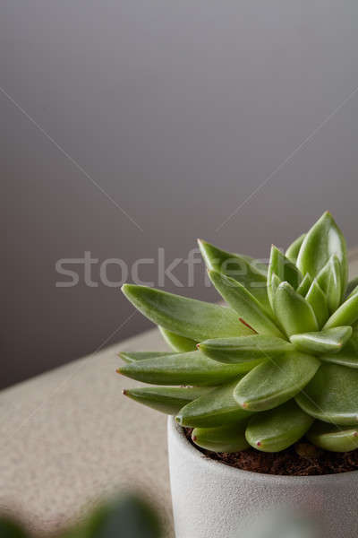 Potted succulent house plant on white shelf against gray wall. Stock photo © artjazz