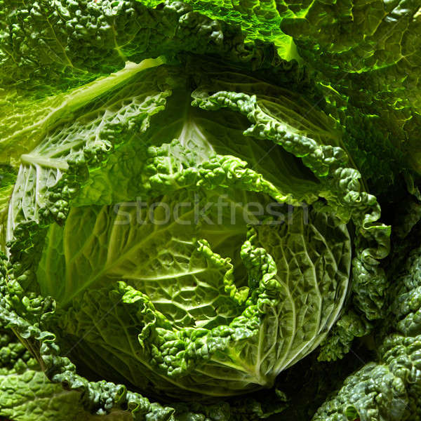Stock photo: Savoy cabbage head