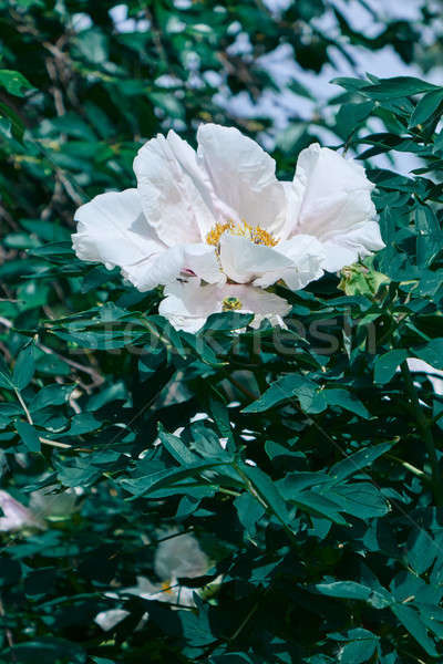 Beautiful blooming white peony flower in spring in the garden Stock photo © artjazz