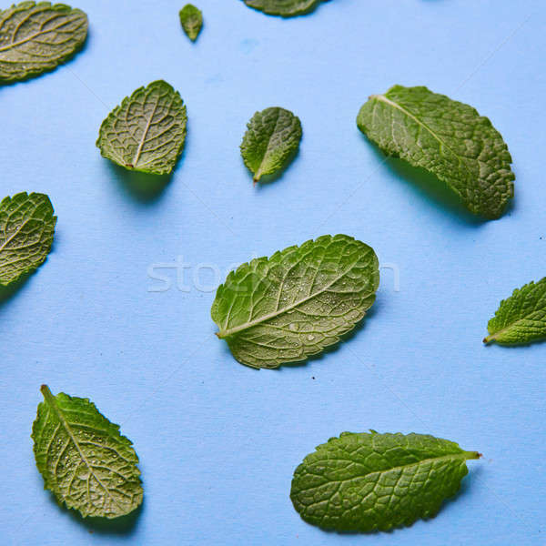 Foto d'archivio: Fresche · menta · foglie · pattern · isolato · blu