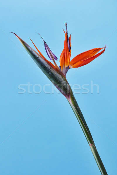 Bird Of Paradise flower Strelitzia reginae in full bloom on a bl Stock photo © artjazz