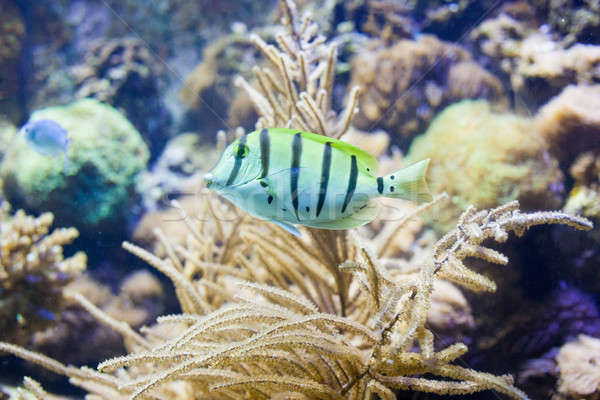 Sergeant major fish Stock photo © artjazz
