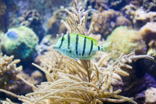 Sergeant Fisch Korallenriff Aquarium Sonne Meer Stock foto © artjazz