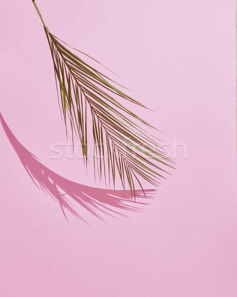 Tropical Palm Leaf Stock photo © artjazz