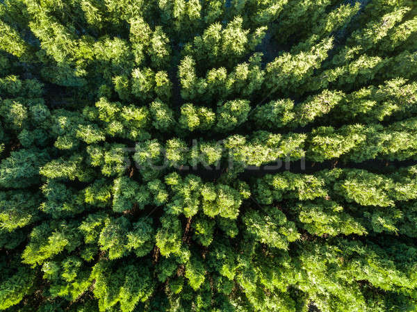 Top view of a green forest. Natural background. Drone photograph? Stock photo © artjazz