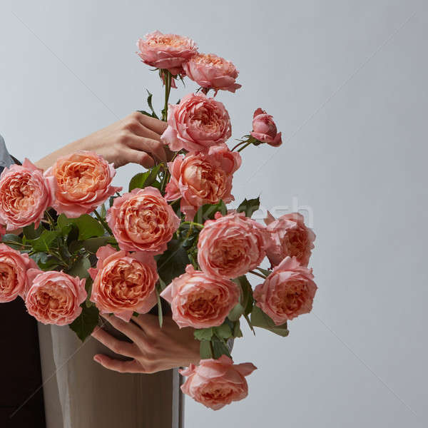 A big bright bouquet of pink roses in a vase is held by women's hands on a gray background with a co Stock photo © artjazz