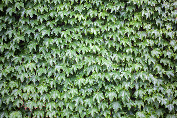 Green leaves for background Stock photo © artjazz