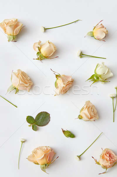 Сток-фото: закрывается · цветок · белый · бумаги