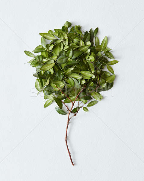 Stock photo: Tree made of branch with leaves