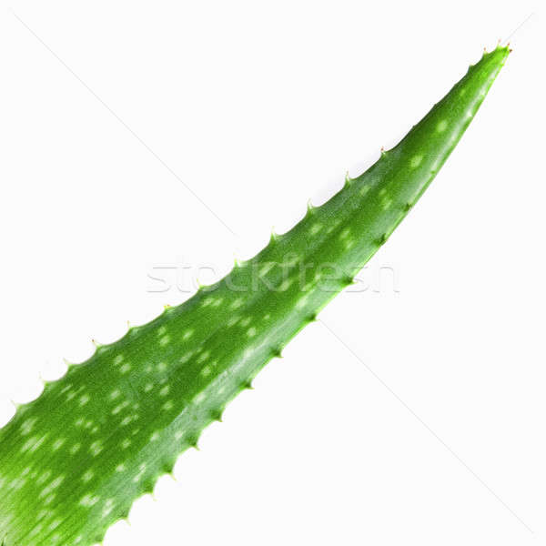 Primer plano foto verde aloe aislado blanco Foto stock © artjazz