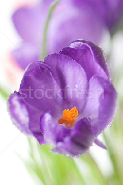 crocus bouquet isolated on white, shallow dof Stock photo © artjazz