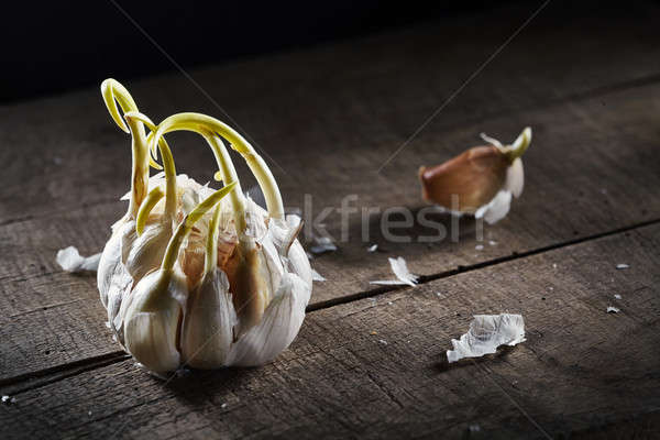 sprouting garlic on wooden table Stock photo © artjazz