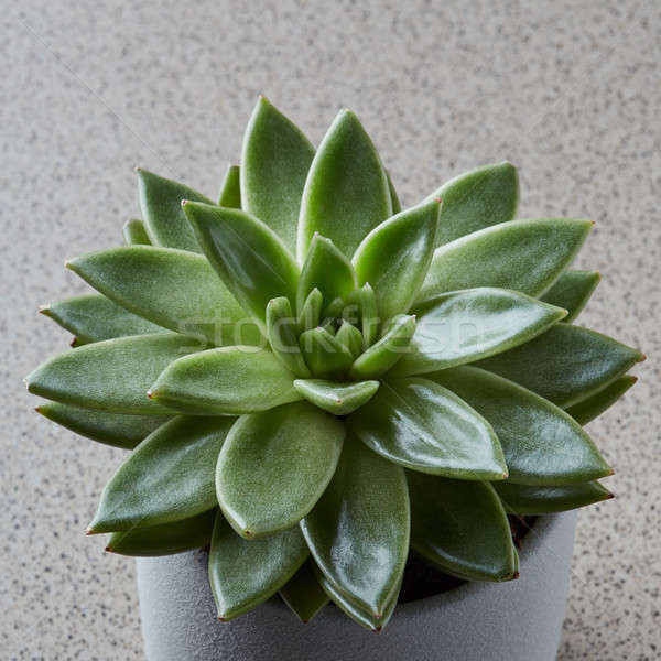 Top view of succulent plant pot- echeveria in stone Stock photo © artjazz