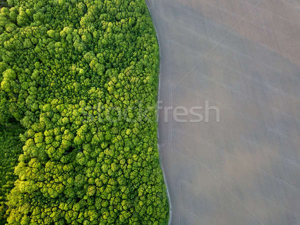 Aerial view from the drone, a bird's eye view to the forest with green spaces and agricultural field Stock photo © artjazz