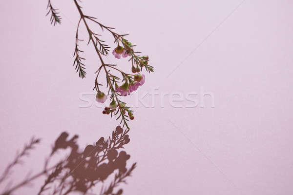Stock fotó: ág · rózsaszín · virágok · árnyék · gyönyörű · tavasz