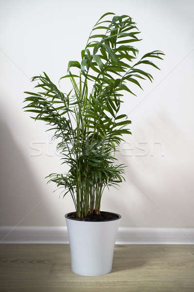 A potted plant Chamaedorea elegans isolated on white Stock photo © artjazz