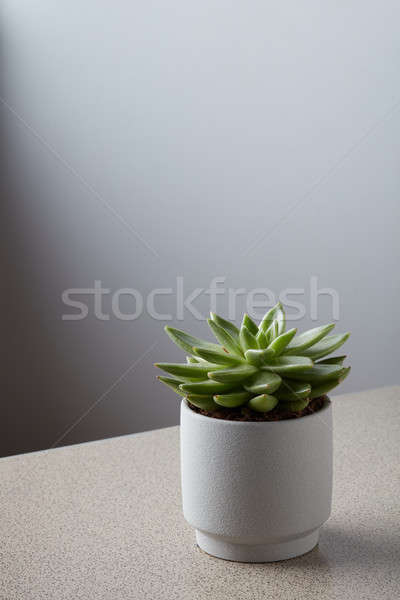 Pot with a Eucheanian succulent on a gray marble table Stock photo © artjazz