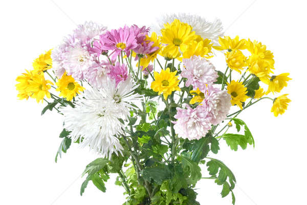 [[stock_photo]]: Chrysanthème · bouquet · isolé · blanche · Pâques · fleur