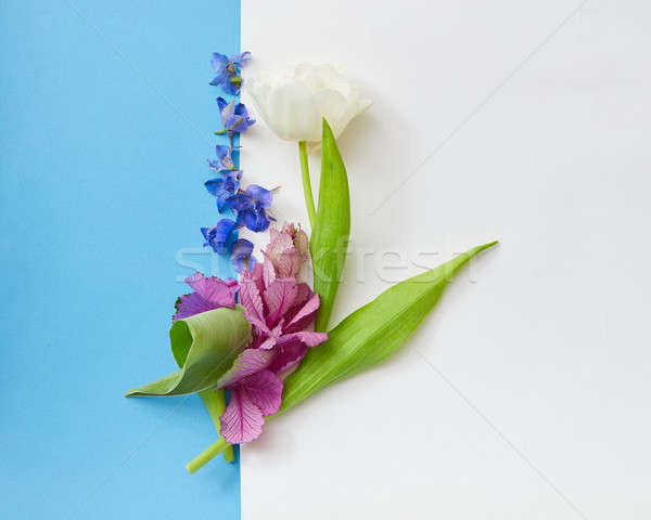 Composition of flowers on background Stock photo © artjazz