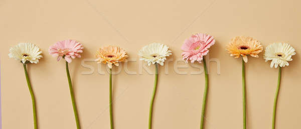 Many different colorful gerbera flowers on a beige background. Stock photo © artjazz