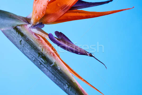 Tropical flower strelitzia close-up on a blue background Stock photo © artjazz
