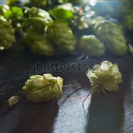 Fresh green hops on a wooden table Stock photo © artjazz