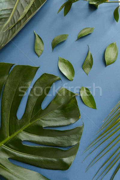 Green leaves isolated Stock photo © artjazz