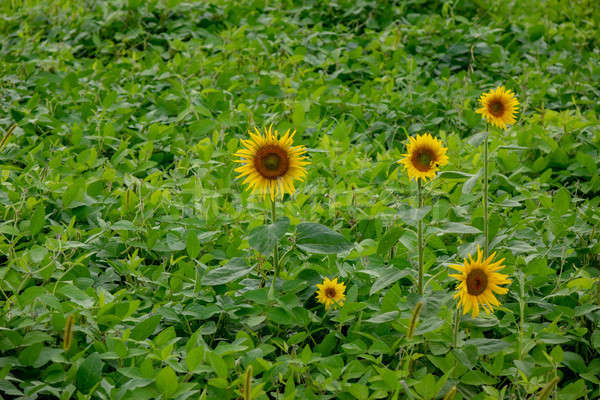 Sunflower flowers bloom on a field on a sunny day. Agricultural Stock photo © artjazz