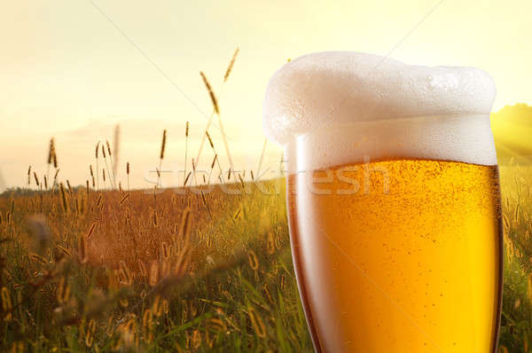 Glass of beer against wheat field and sunset Stock photo © artjazz