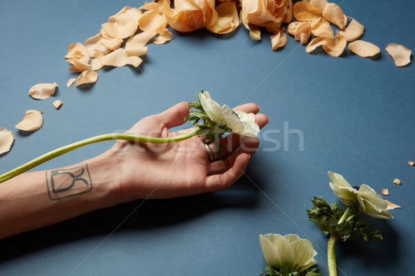Composition of flowers over navy blue background Stock photo © artjazz