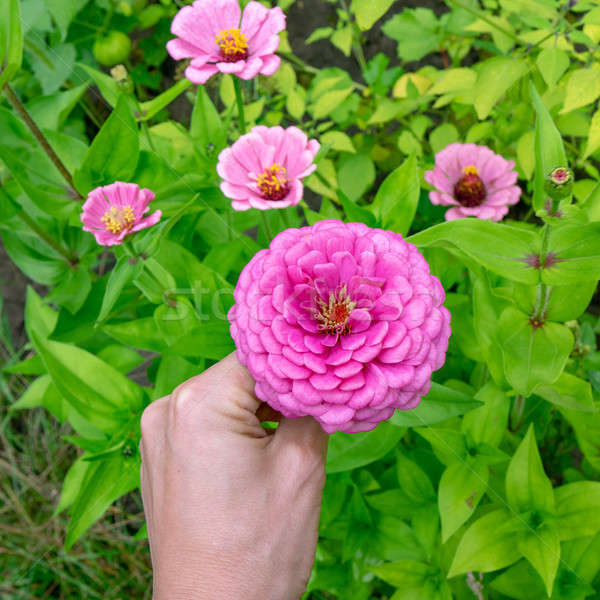 A man's hand holds a pink flower major or Zinnia elegans in the garden by a summer day Stock photo © artjazz