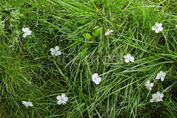 Stok fotoğraf: Beyaz · çiçekler · çim · doğal · model · beyaz · küçük