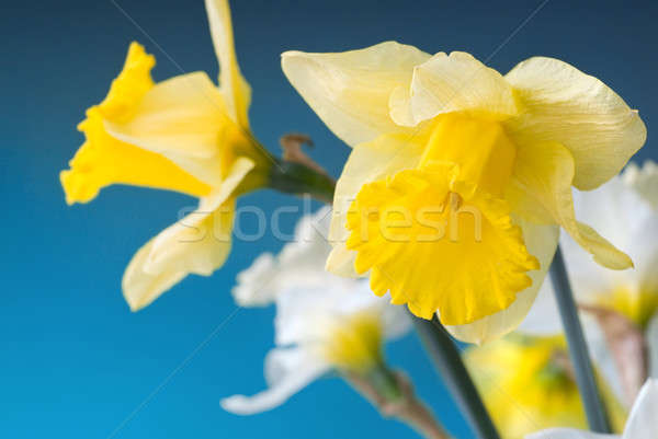 yellow and white narcissus on blue background Stock photo © artjazz