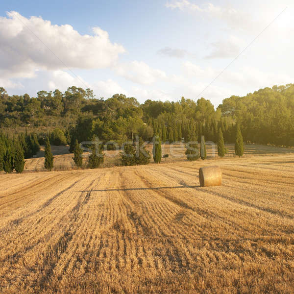 Coucher du soleil meule de foin récolte soleil domaine [[stock_photo]] © artjazz