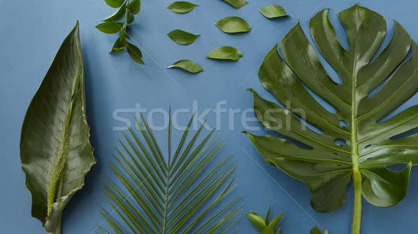 Green leaves isolated Stock photo © artjazz