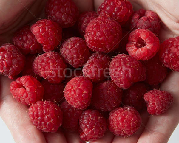 Close-up ripe sweet ripe raspberries in womens hands. Top view Stock photo © artjazz