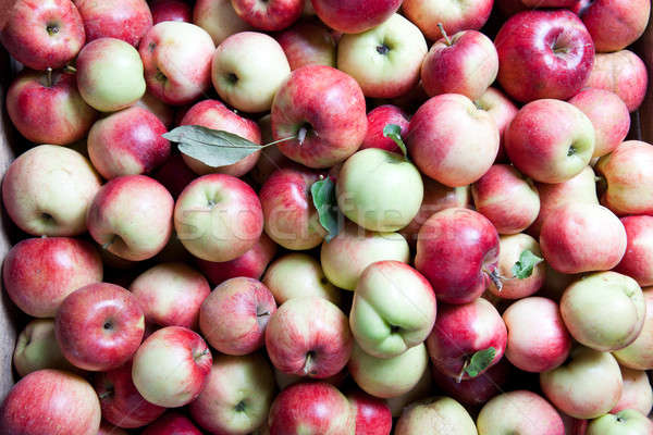 backgound from apples Stock photo © artjazz