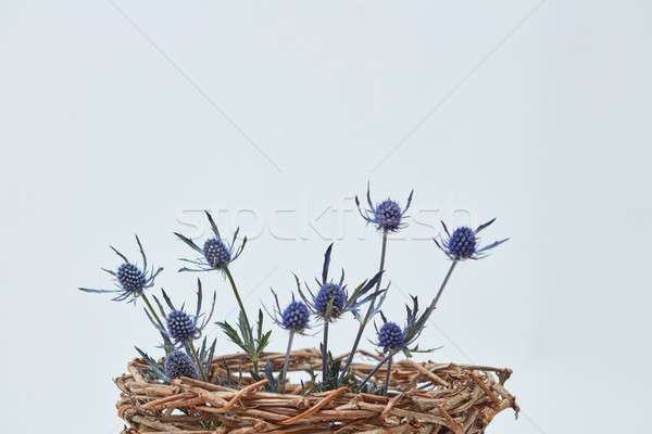 Stock foto: Blau · Blumen · Nest · Niederlassungen · grau · Urlaub